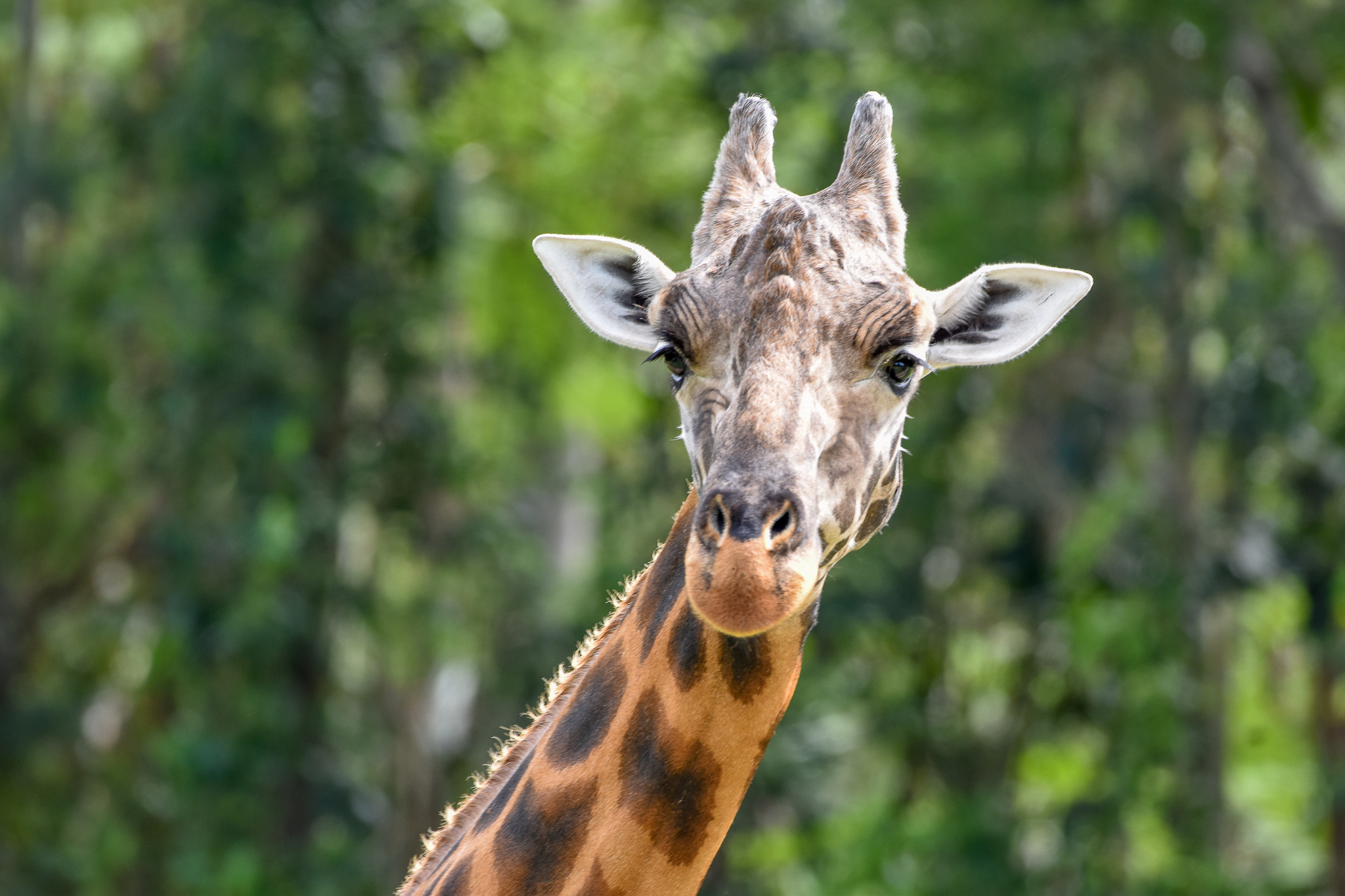 Male Giraffe