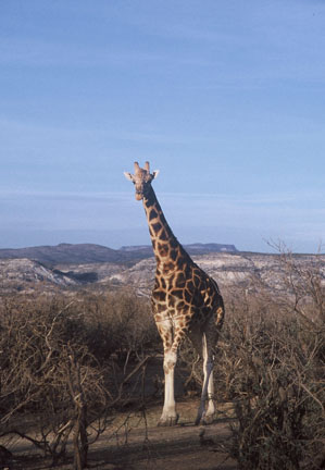male giraffe