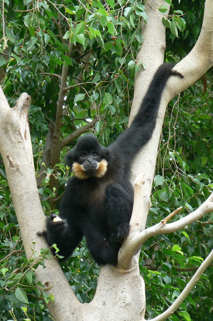 Male golden-cheeked gibbon