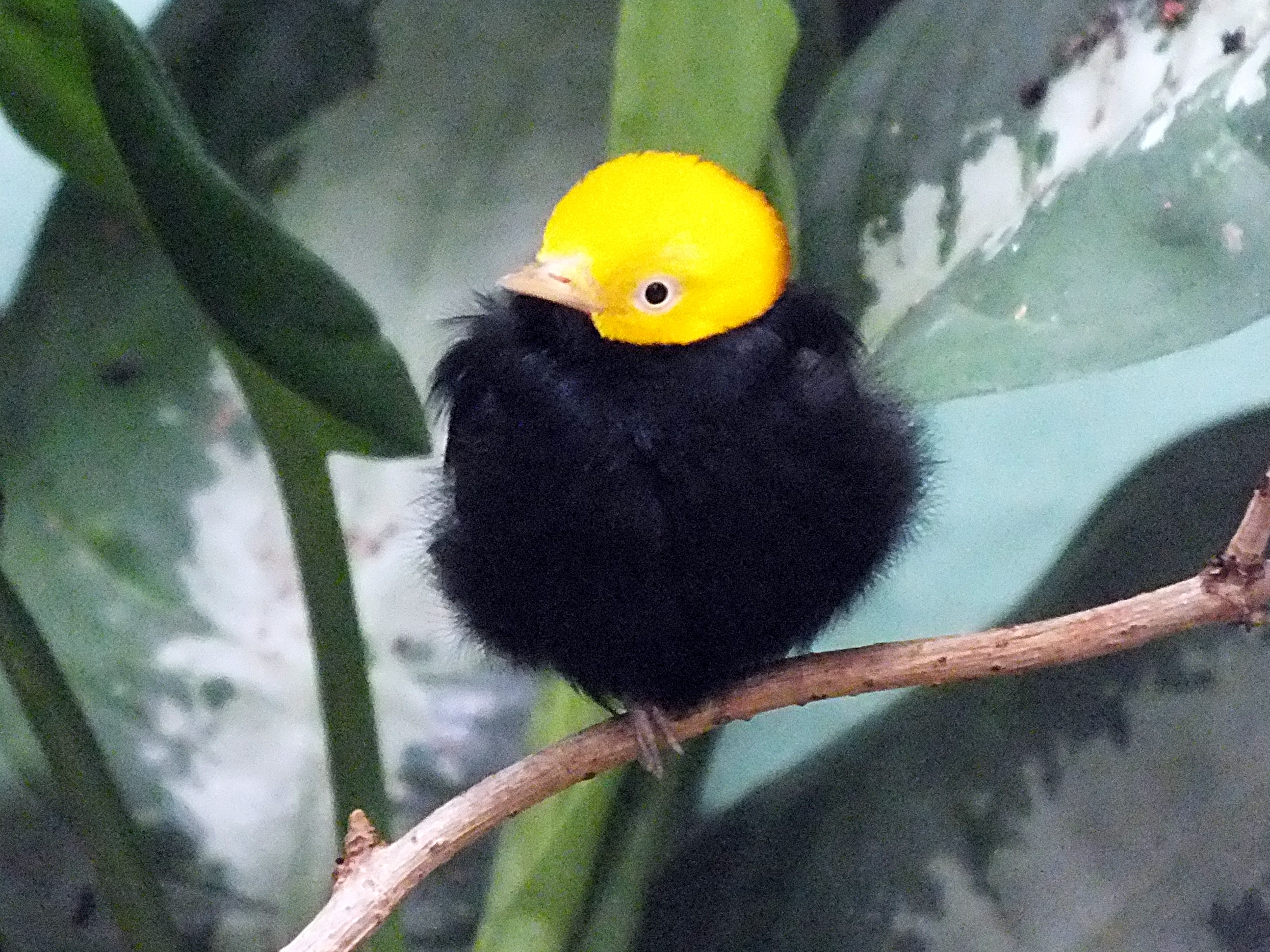 Male golden-headed manakin