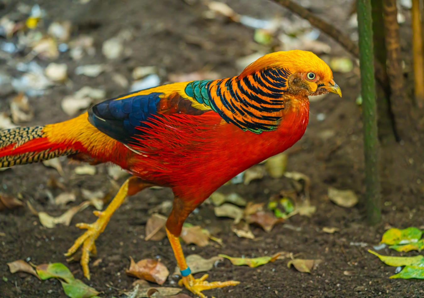 Male Golden Pheasant
