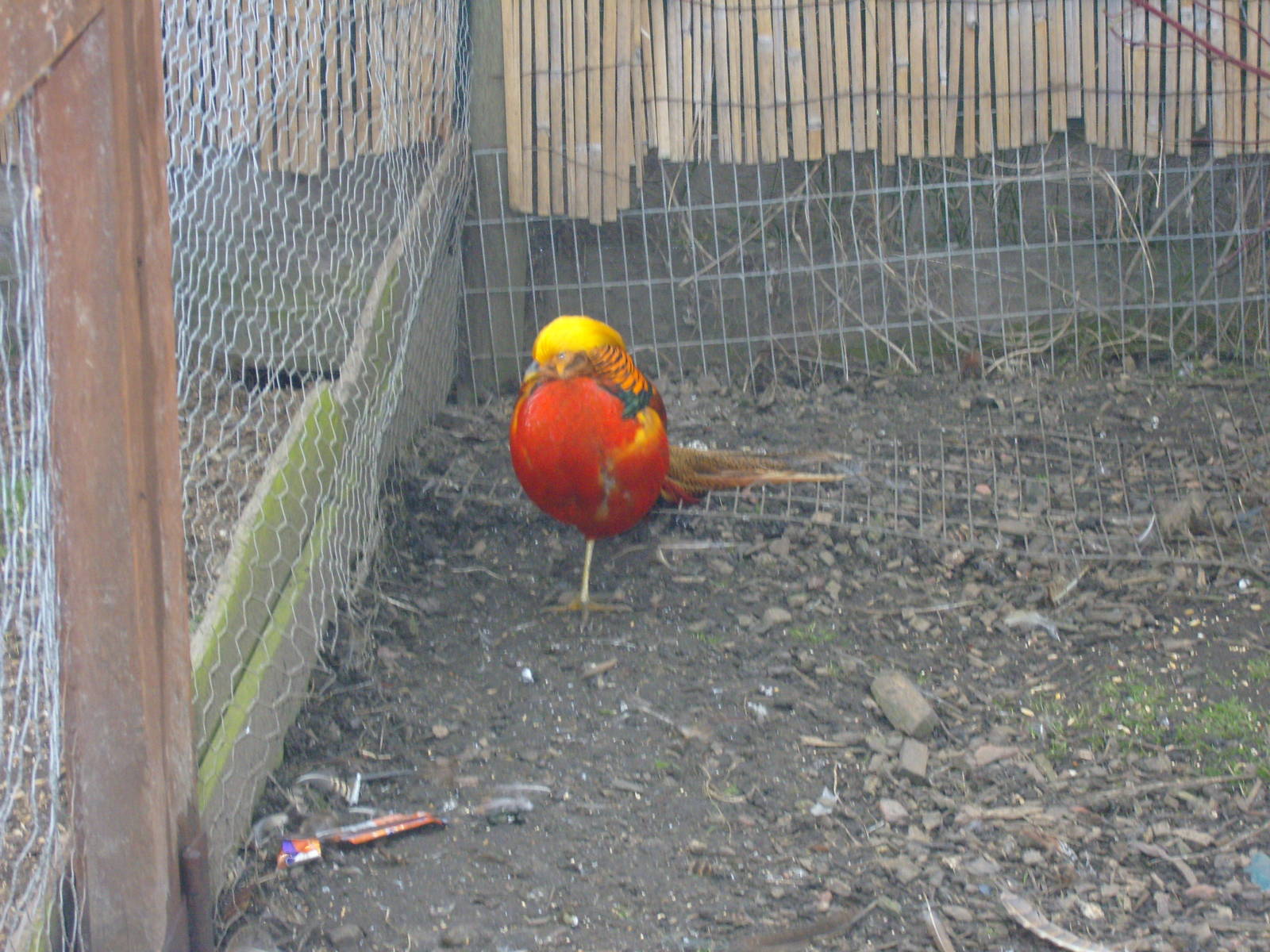 Male Golden Pheasant