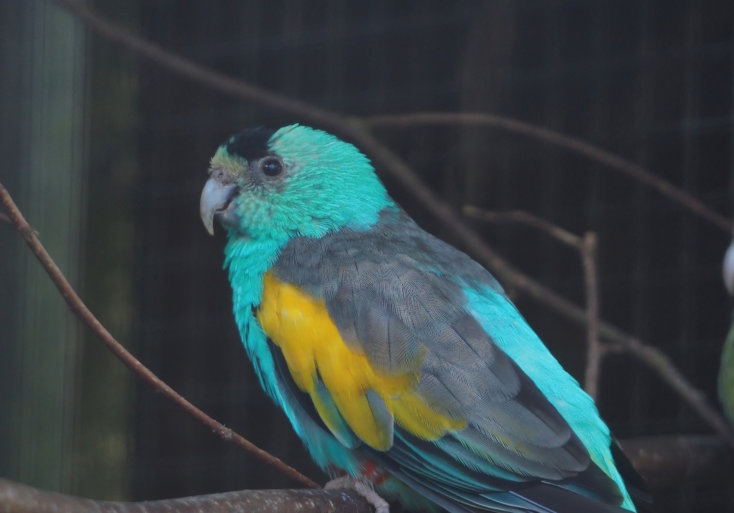 Male Golden-shouldered parrot (Psephotellus chrysopterygius), 2024-05-23