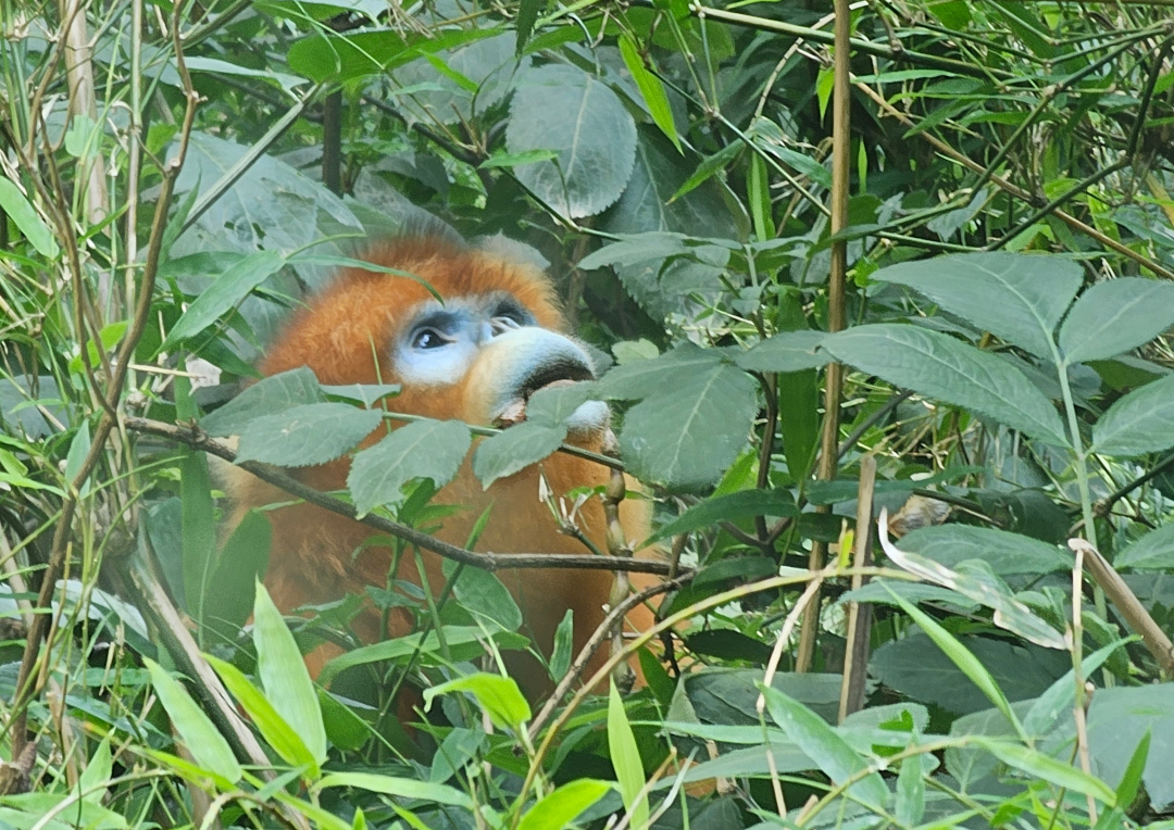 Male Golden snub-nosed monkey, 05/2025
