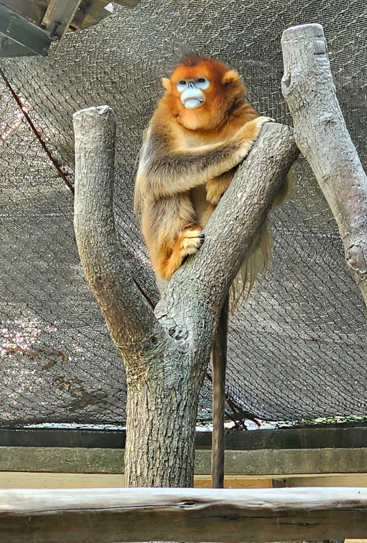 Male Golden snub-nosed monkey, 05/2025