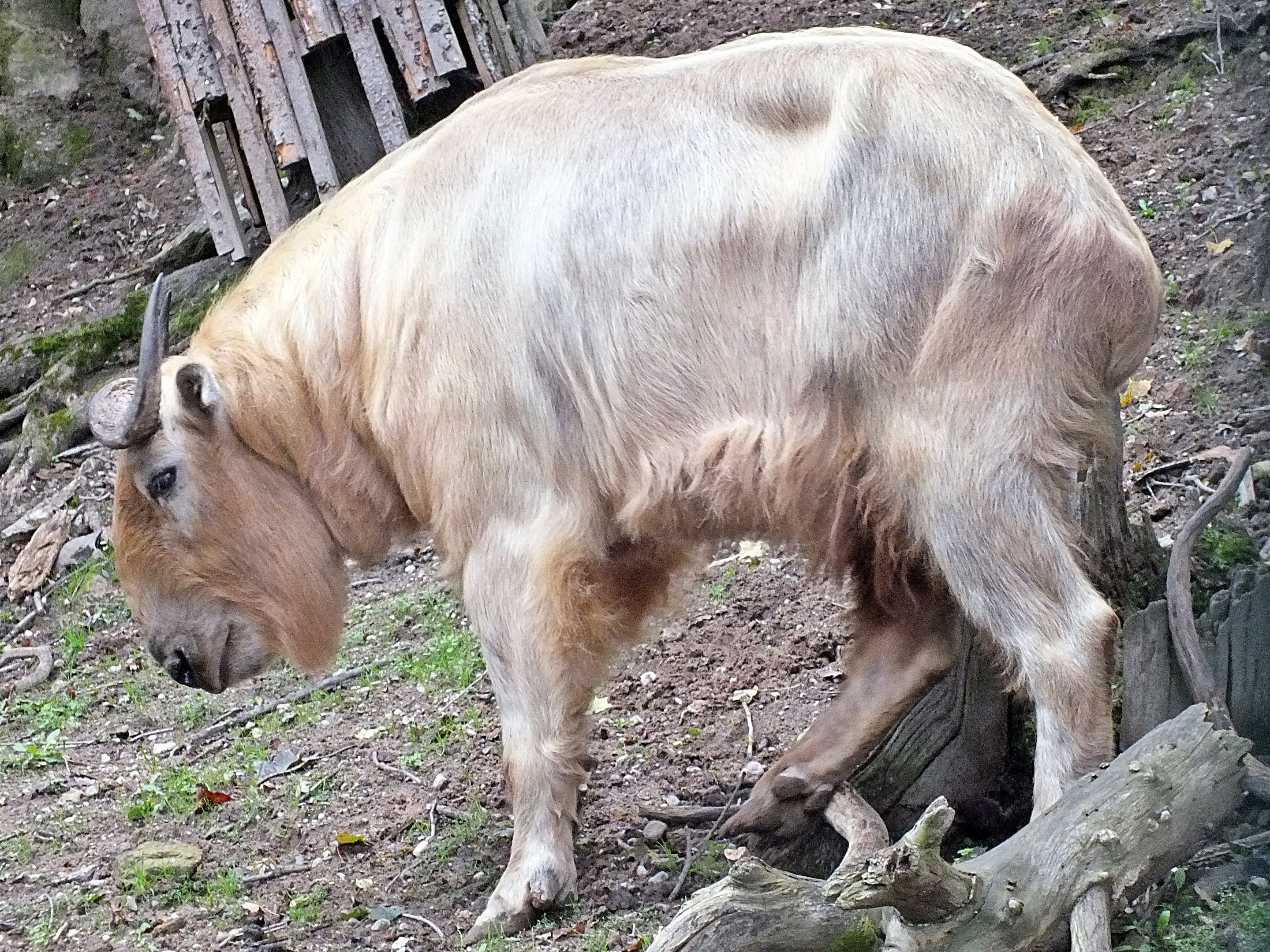 Male golden takin