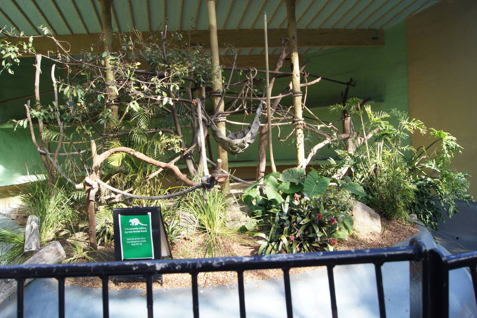 Male Goodfellow's tree kangaroo exhibit (formerly spider monkeys)