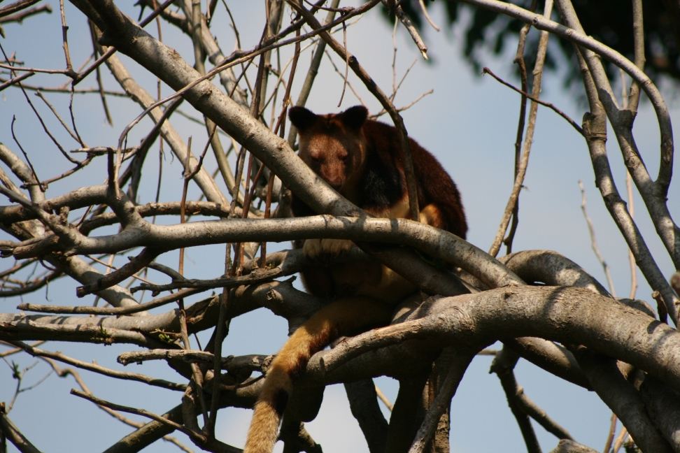 Male Goodfellow's Tree-kangaroo