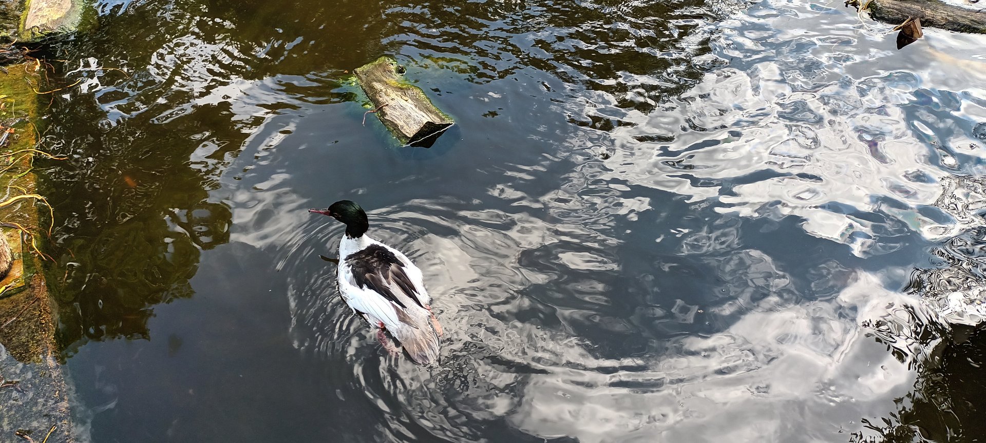 Male Goosander