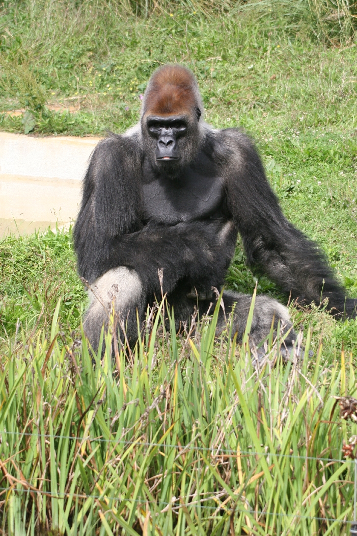 Male Gorilla #1