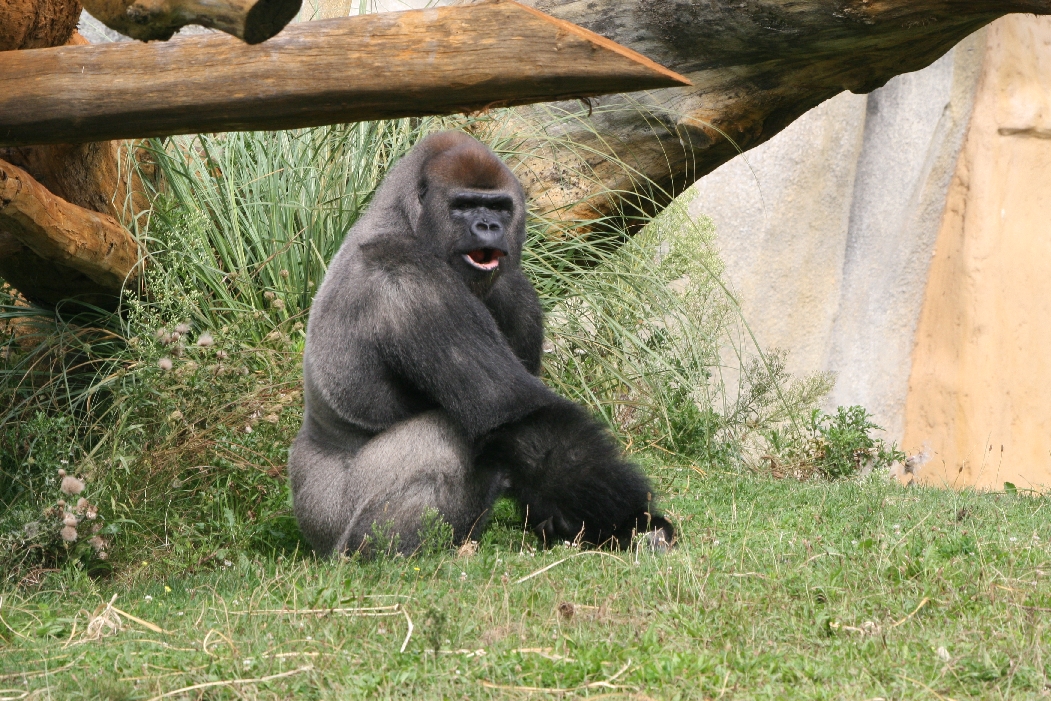 Male Gorilla #2