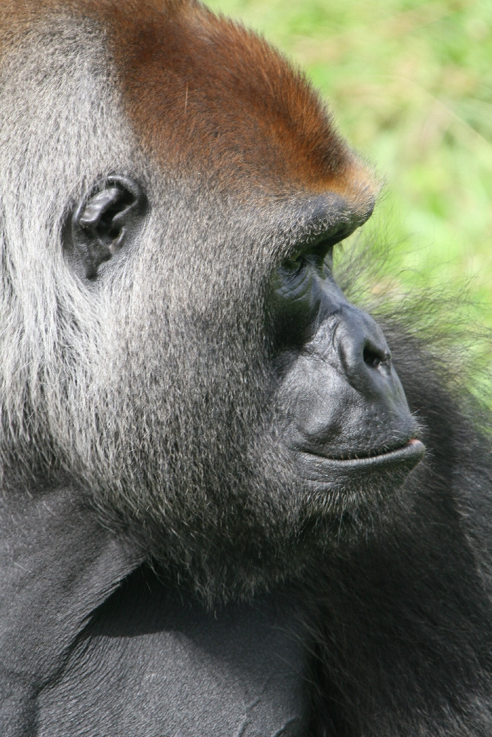 Male Gorilla #3