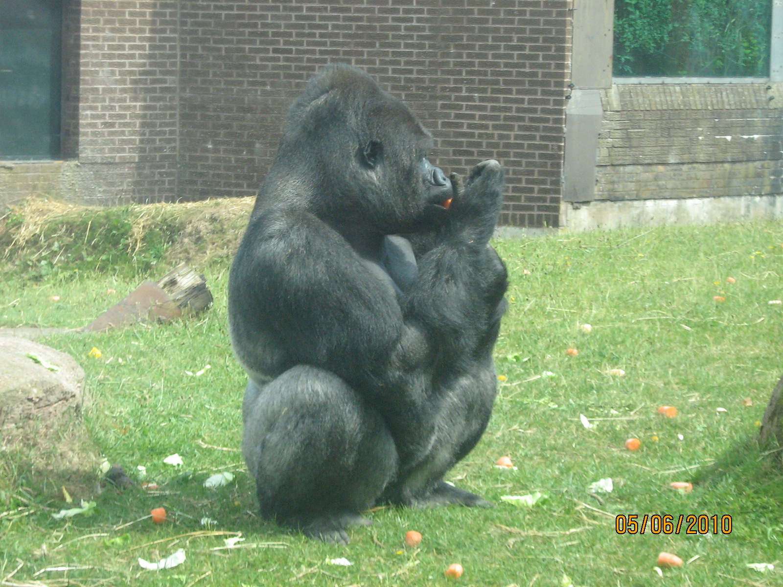 male gorilla bukavu