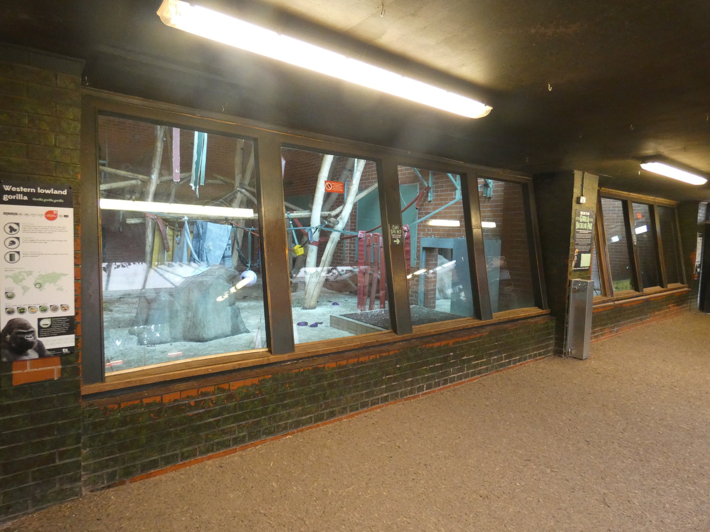 Male gorilla indoor enclosure viewing area