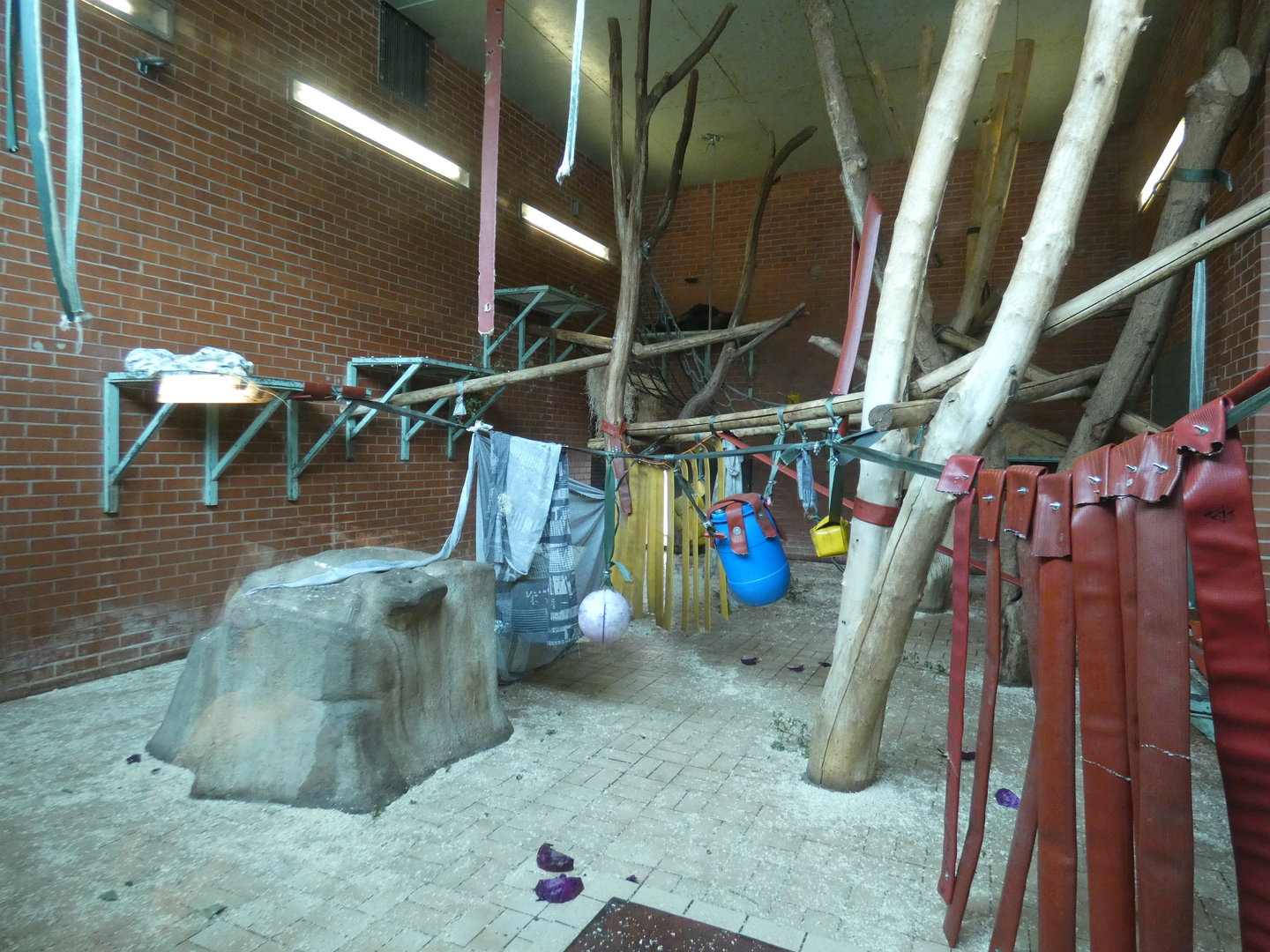 Male gorilla indoor enclosure