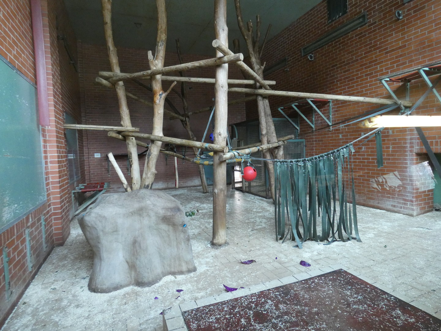 Male gorilla indoor enclosure