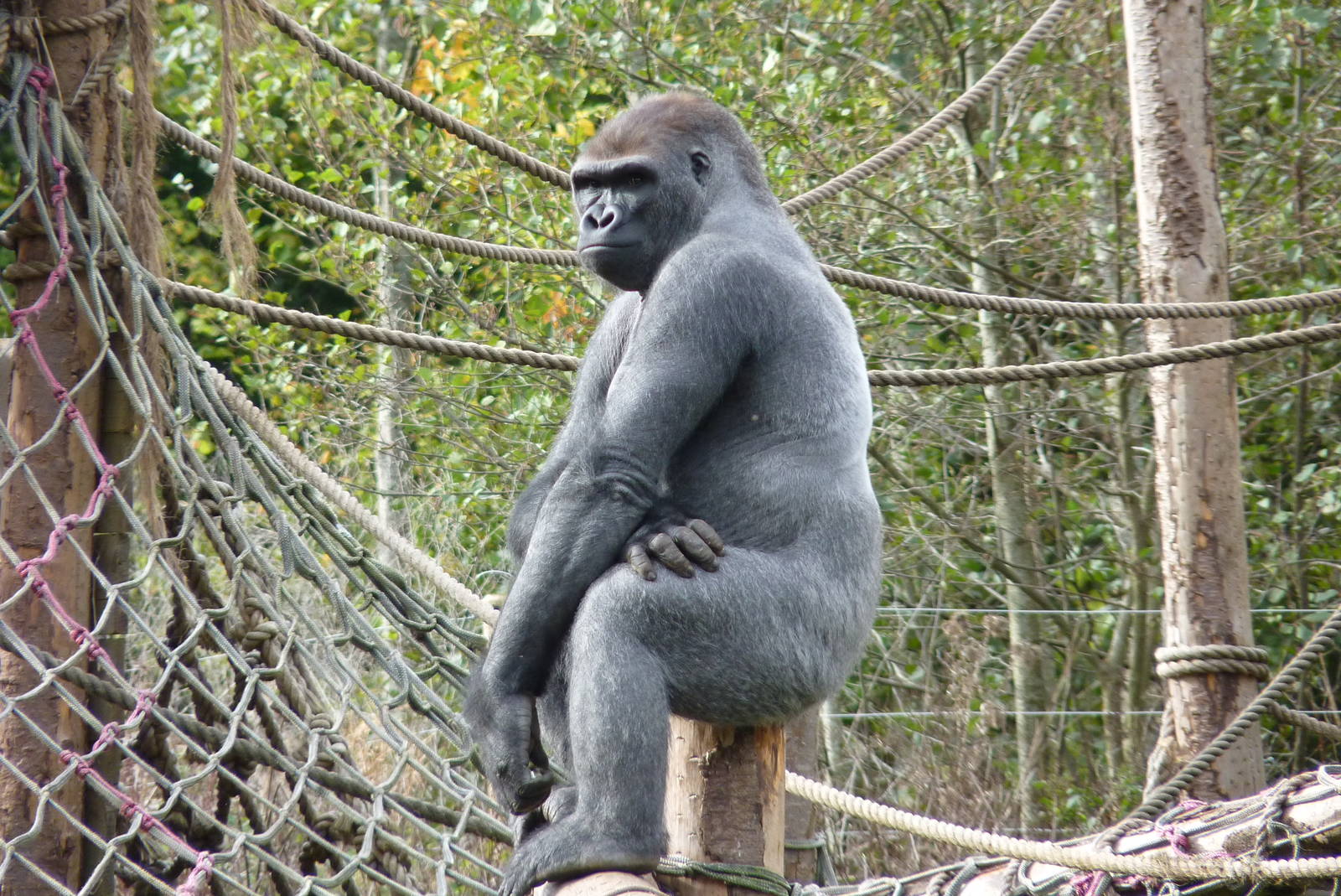 Male gorilla, Kiondo, October 2014