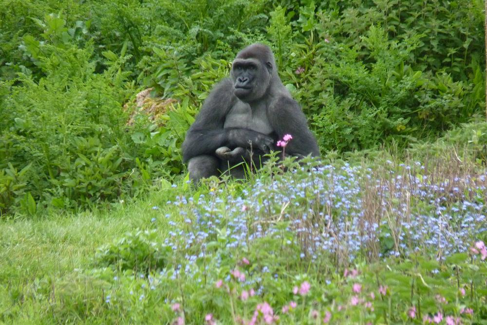 Male Gorilla, Kivu, 30 April 2014