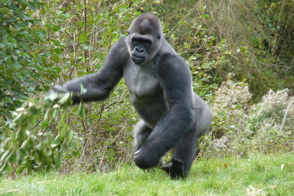 Male gorilla, Kivu, October 2014
