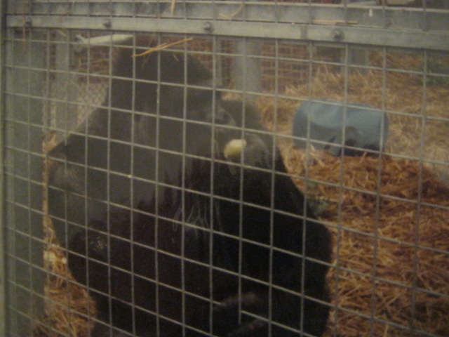 Male Gorilla Kumba (Chessington`s own) June 1985