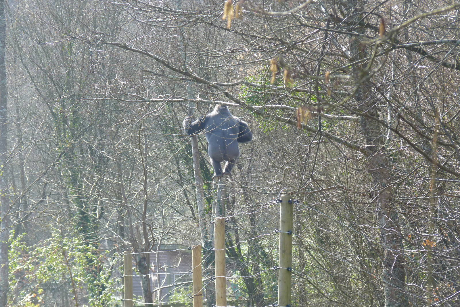 Male Gorilla, March 2016