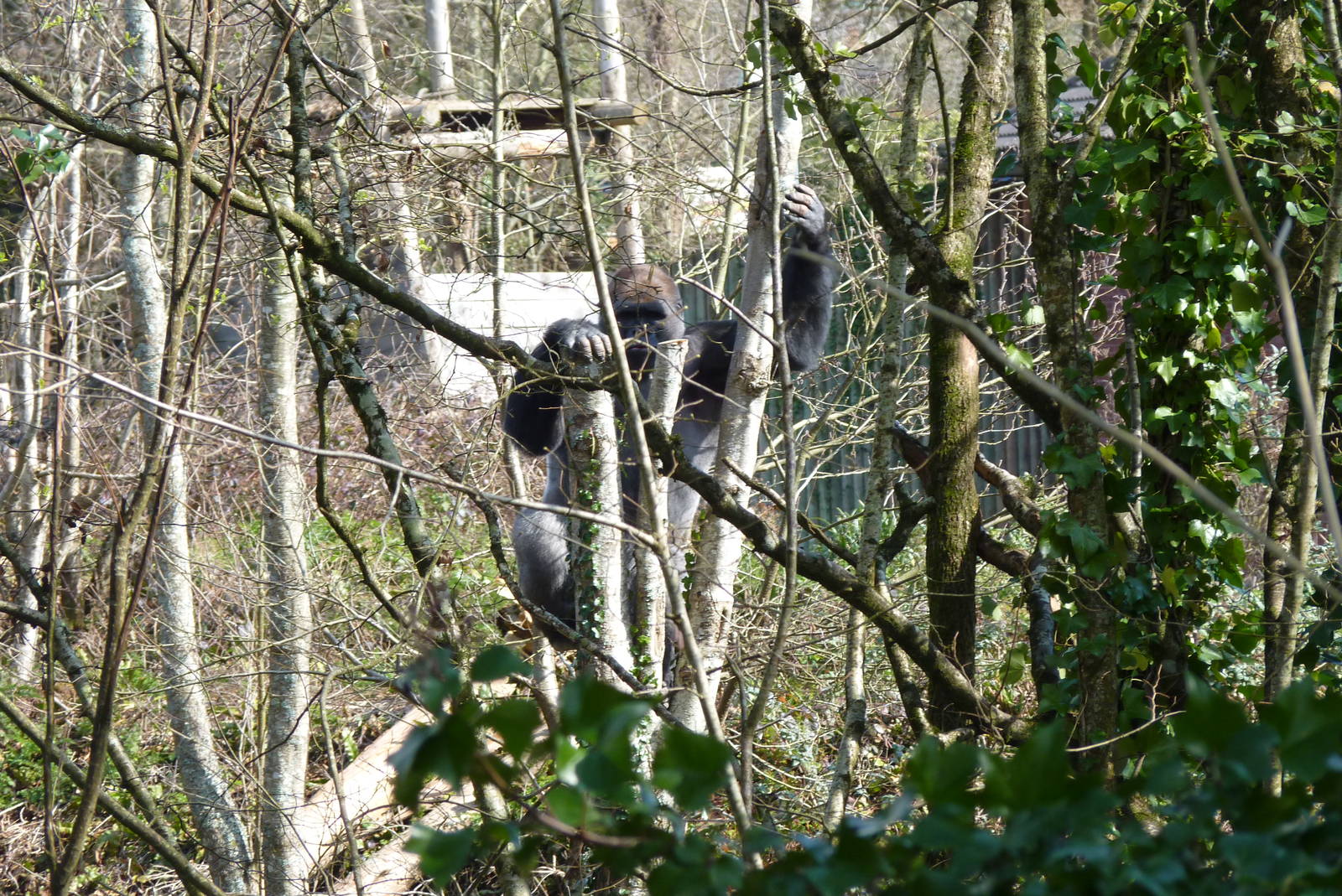 Male Gorilla, March 2016