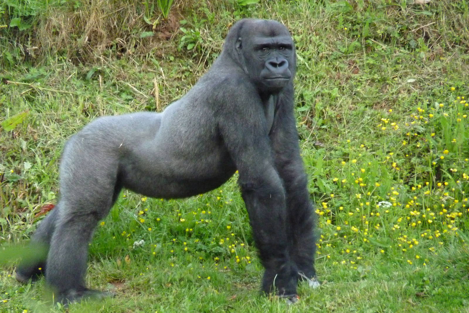 Male gorilla, Matadi, 4 June 2014