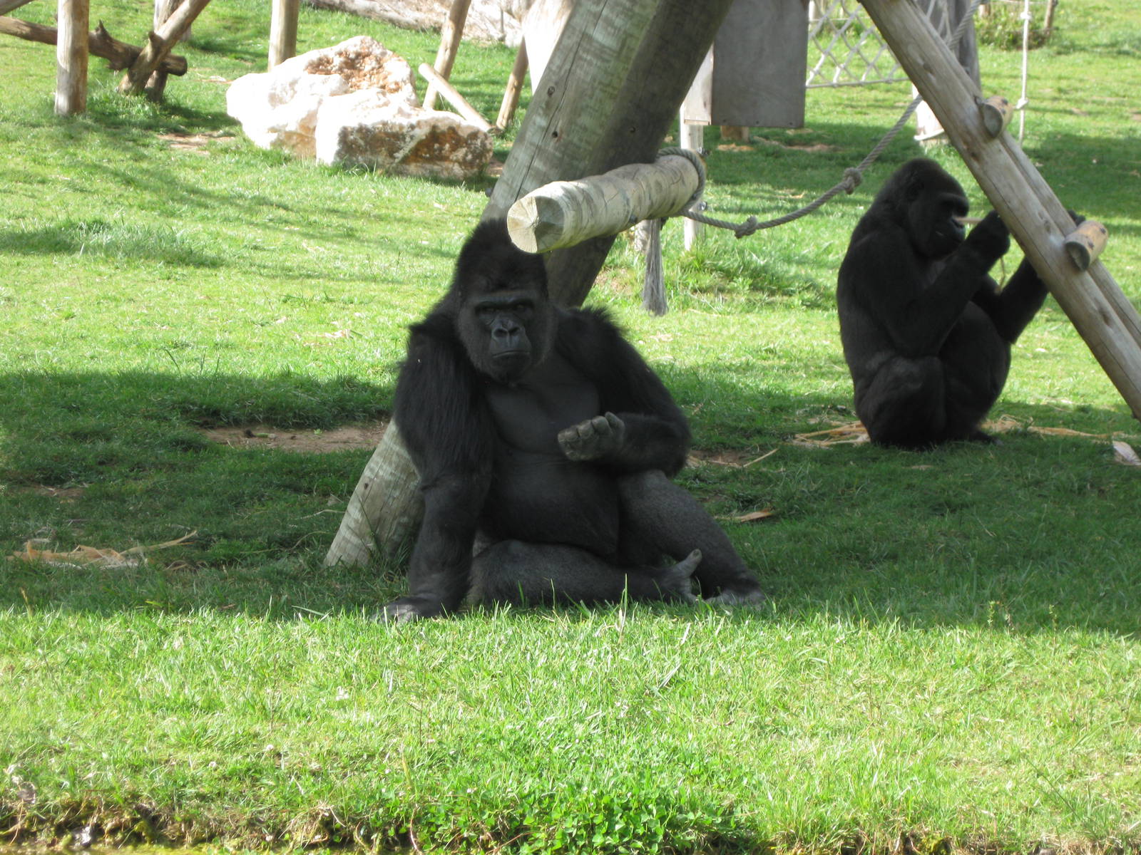 Male Gorilla - Nasibu 2011