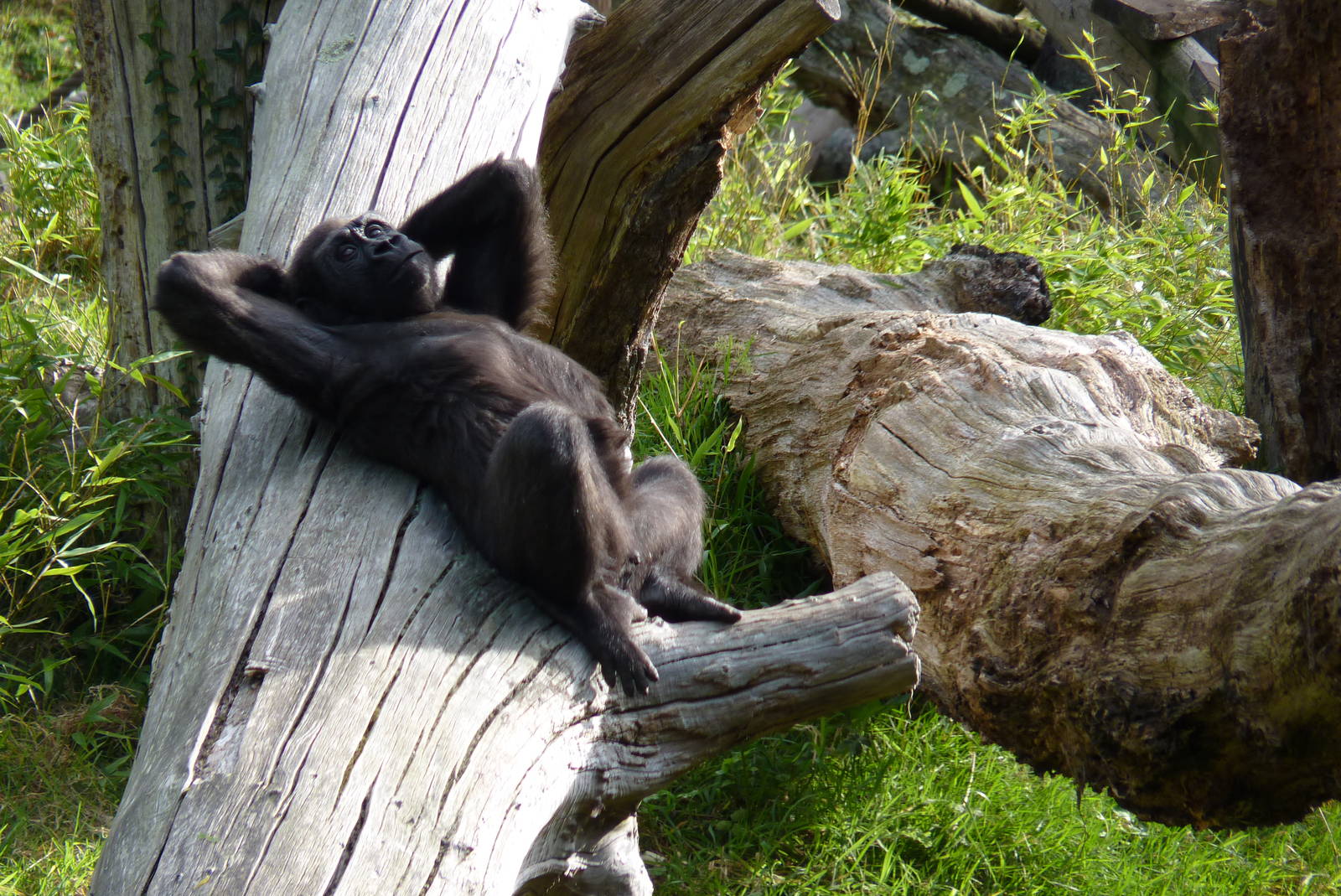 Male gorilla, October 2016