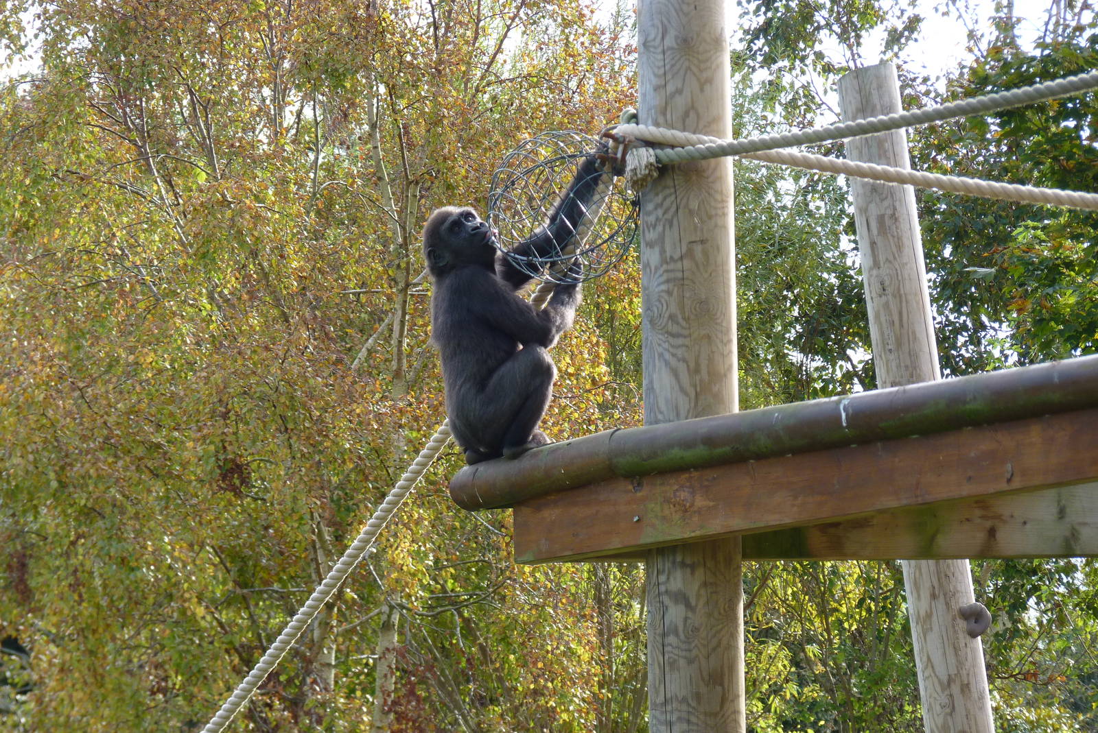 Male gorilla, October 2016
