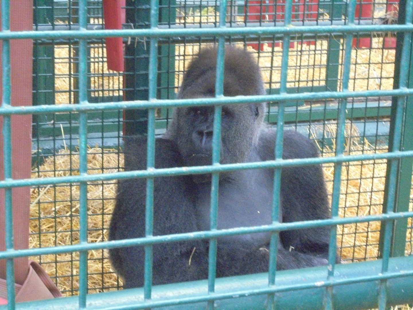 Male Gorilla 'Sammi' who came from Givsgud, Denmark.