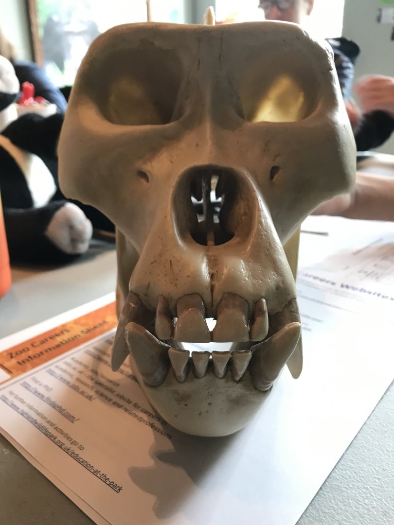 Male gorilla skull
