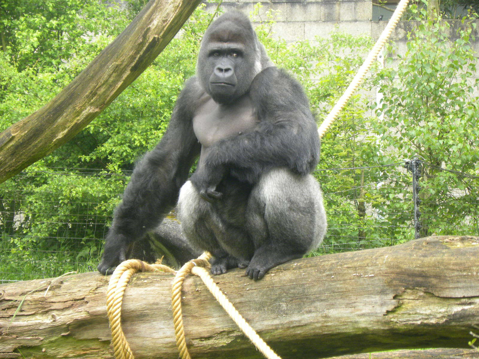 Male Gorilla