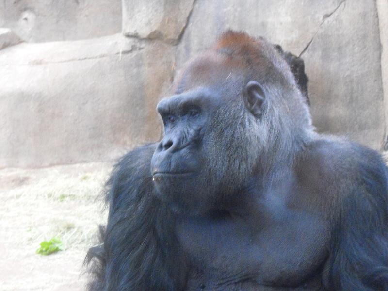 Male Gorilla