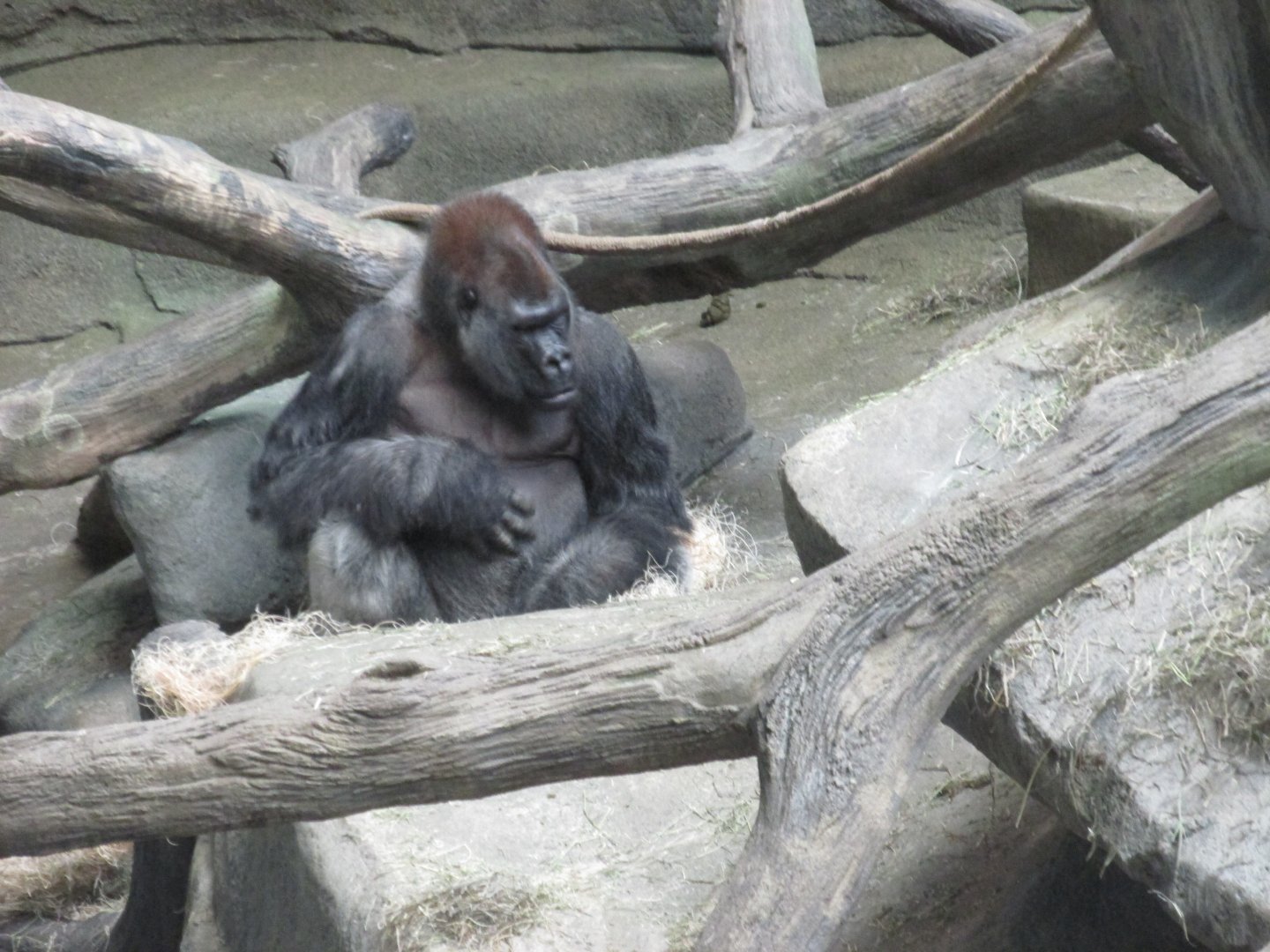 male gorilla