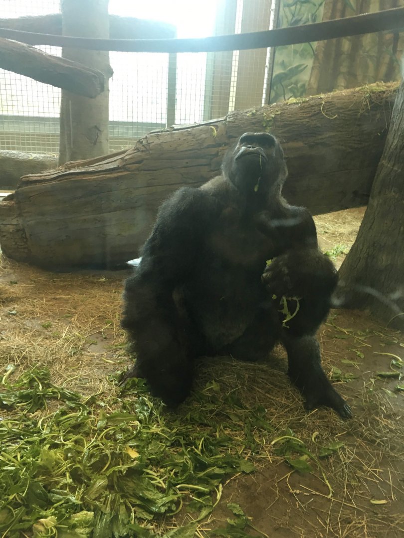 Male gorilla
