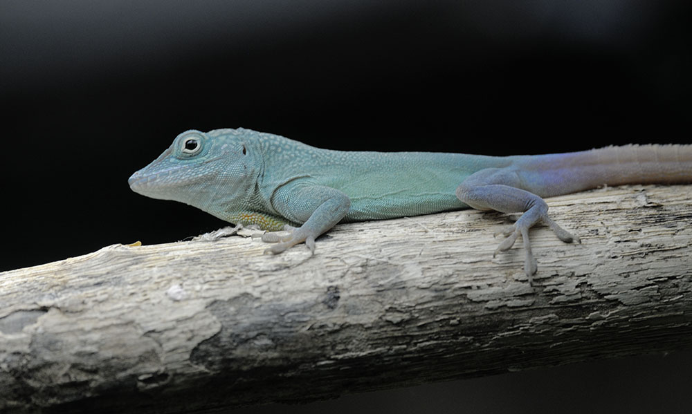 Male Graham's anole