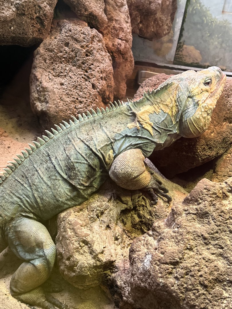 Male grand cayman iguana