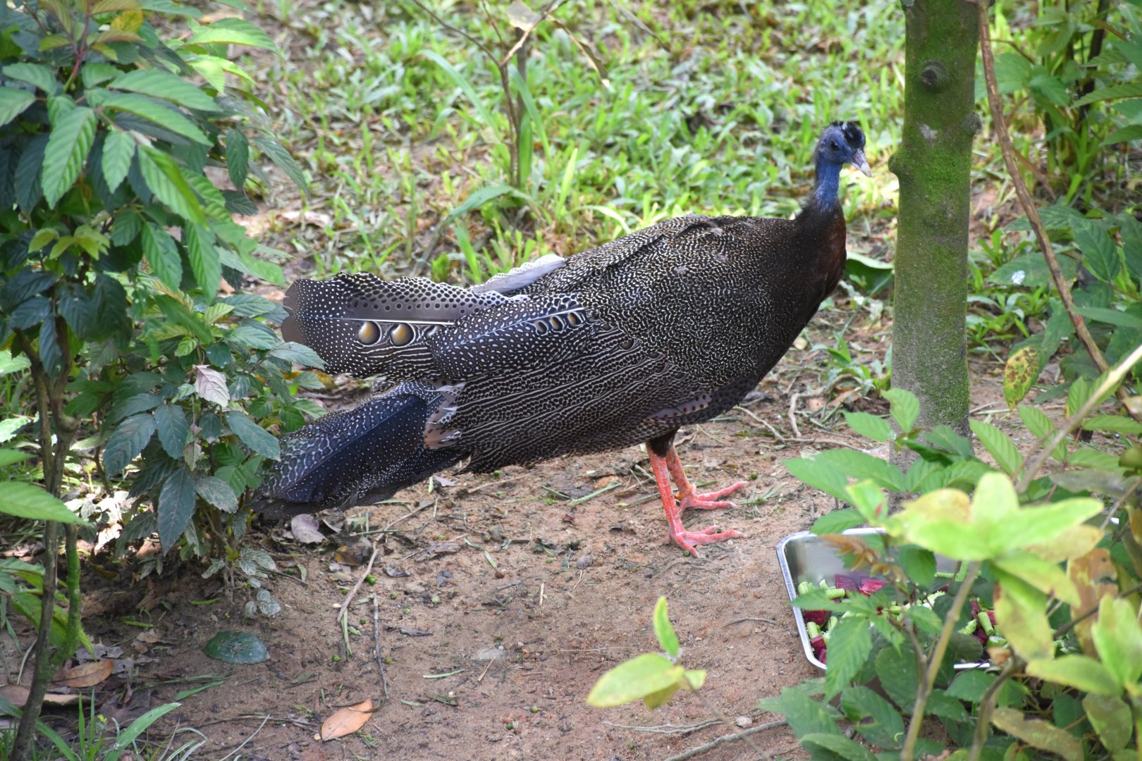 male Great Argus (Argusianus argus)