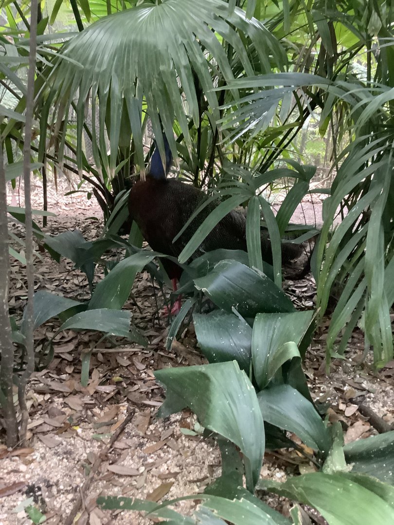 Male Great Argus Pheasant Alfred (Argusianus Argus) 3/18/24