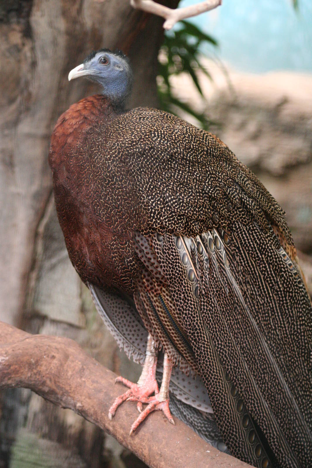 male Great Argus Pheasant @ Chester; 18.09.2015