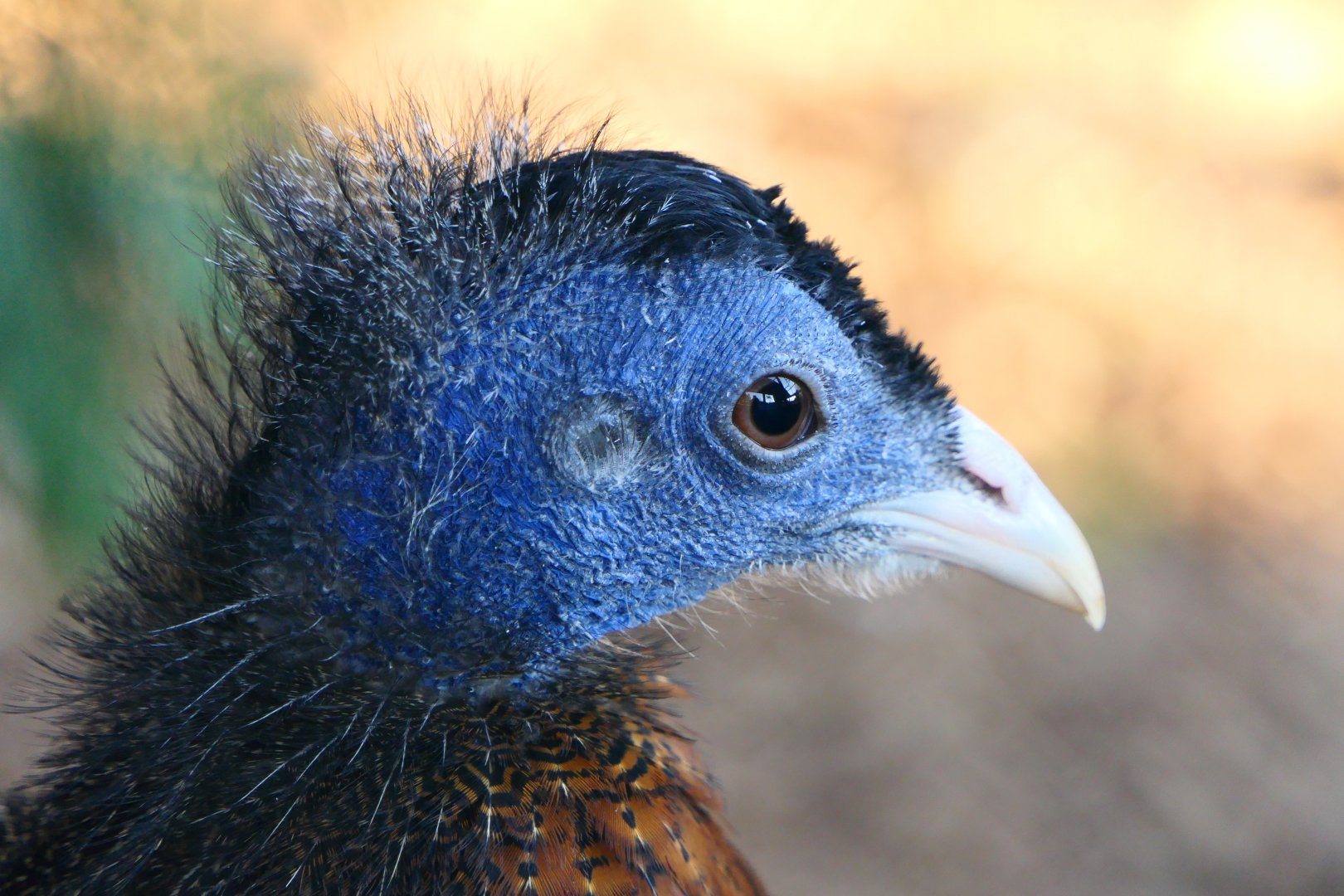 Male Great Argus Pheasant - Hamerton - 25/2/19