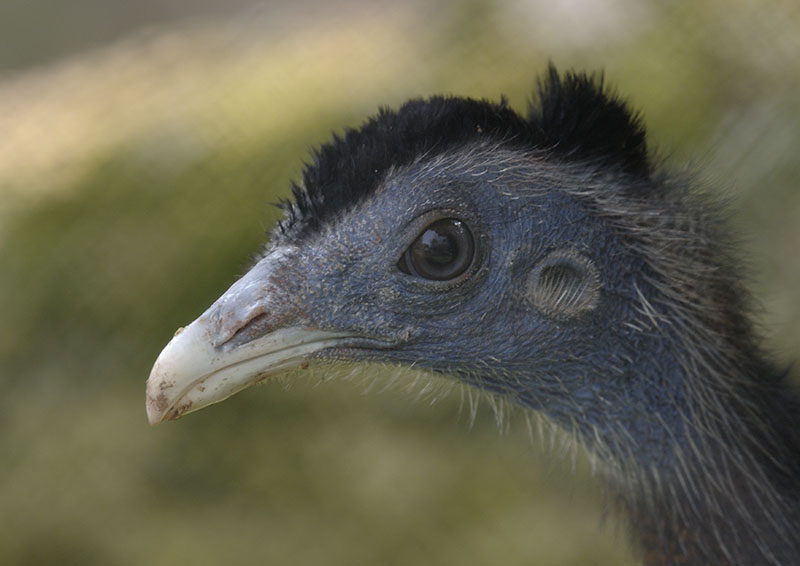 Male great argus portrait