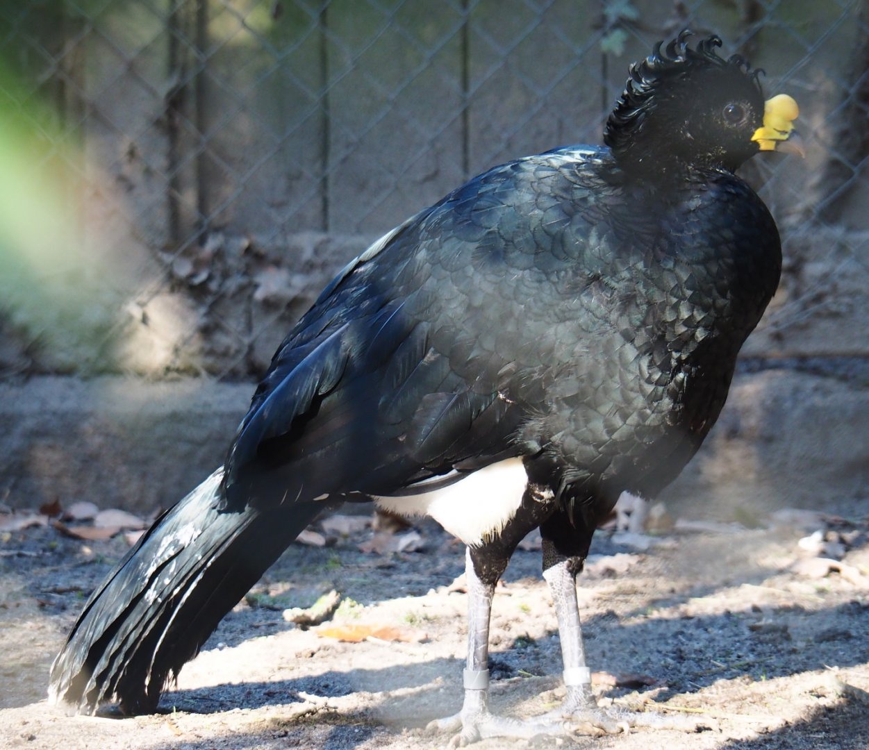Male great curassow (Crax rubra rubra), Feb 16th, 2019