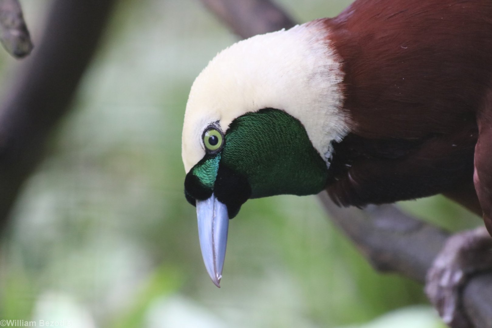Male Greater Bird of Paradise