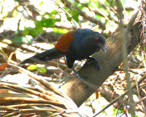 Male greater coucal
