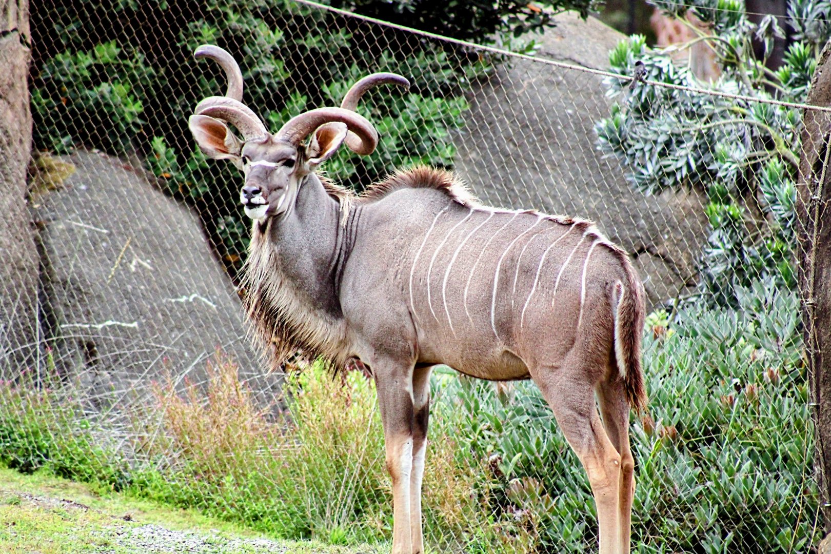 Male Greater Kudu (08/24/2022)