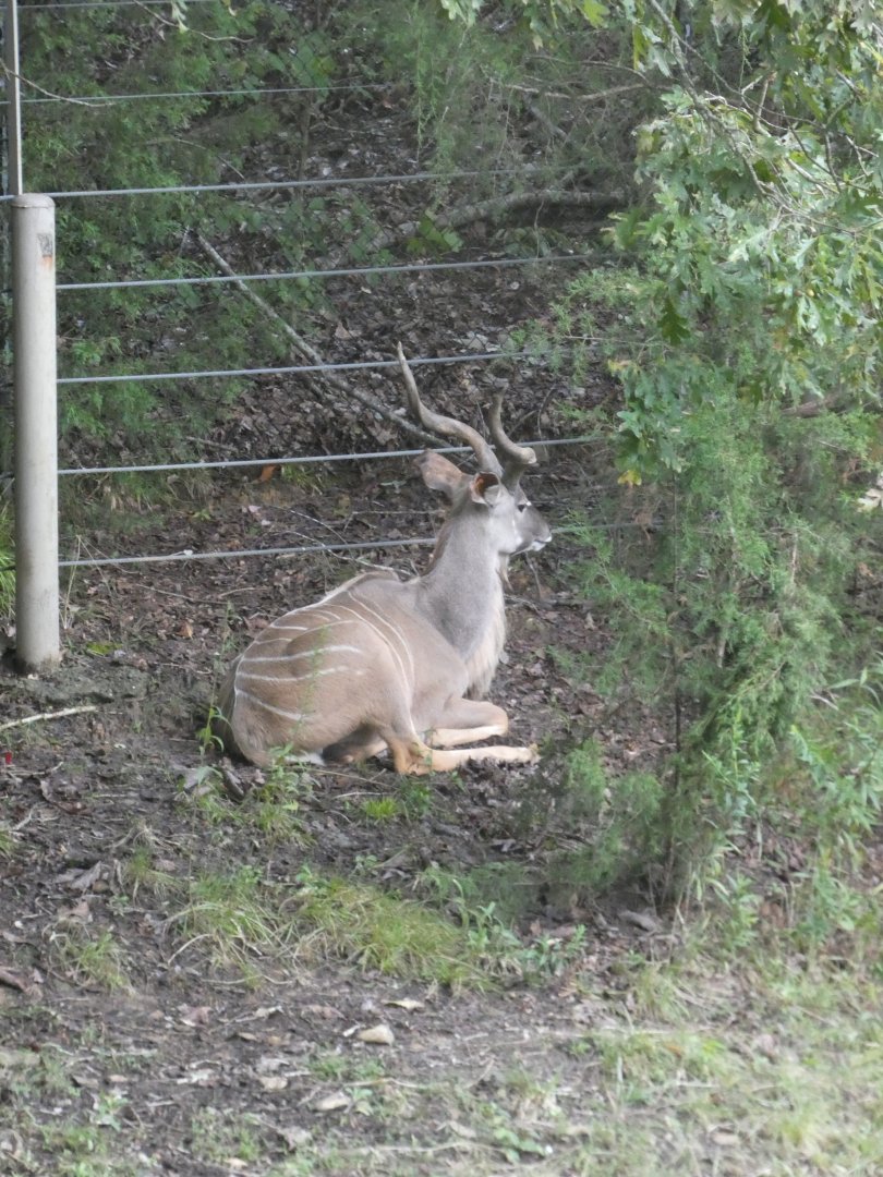 Male Greater Kudu at the North Carolina Zoo