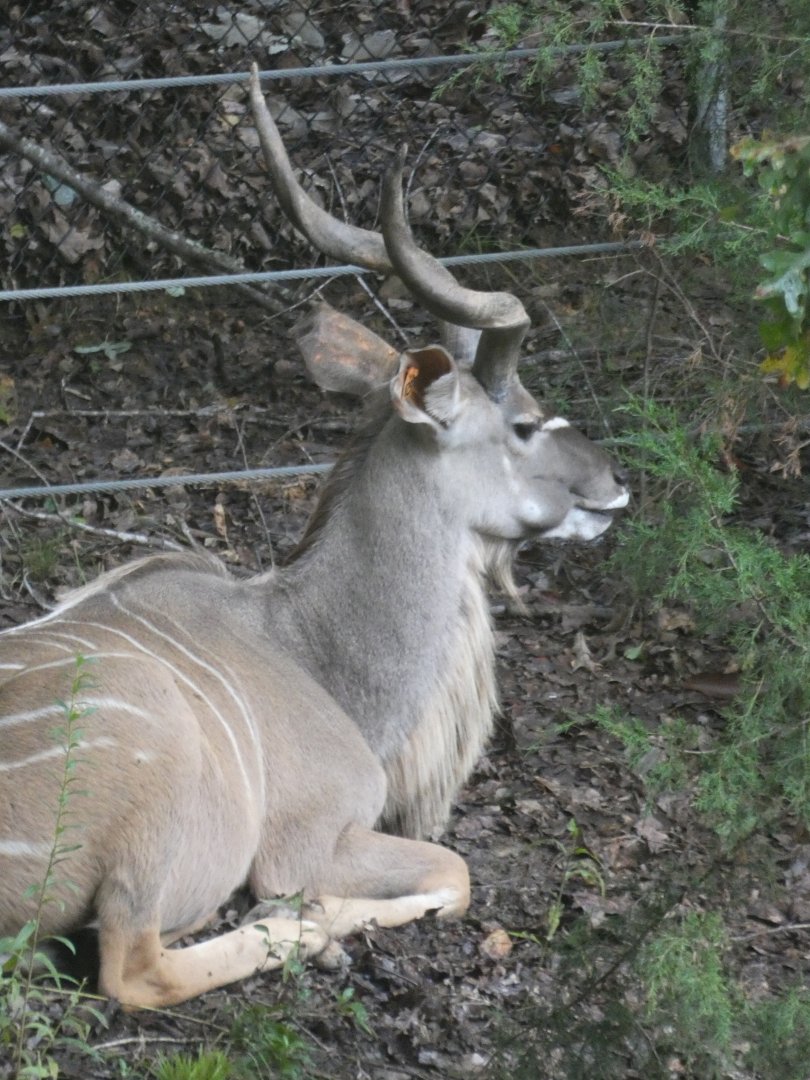 Male Greater Kudu at the North Carolina Zoo