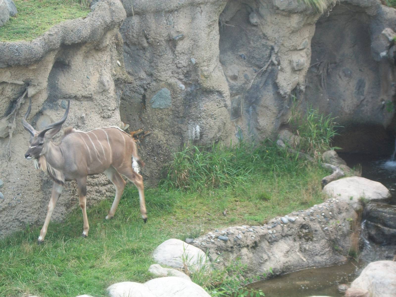 Male Greater Kudu